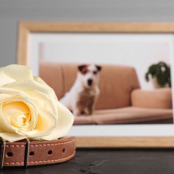 Animal and Companion Loss